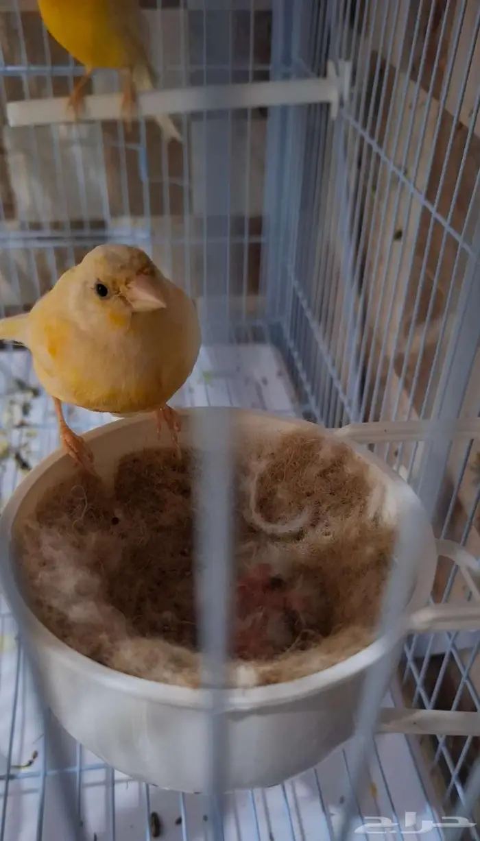 زوج كناري منتج بفروخه 2