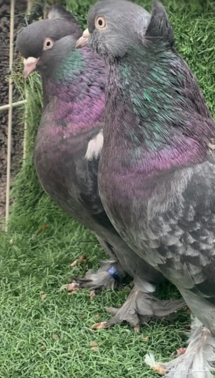 اتراك للبيع 0