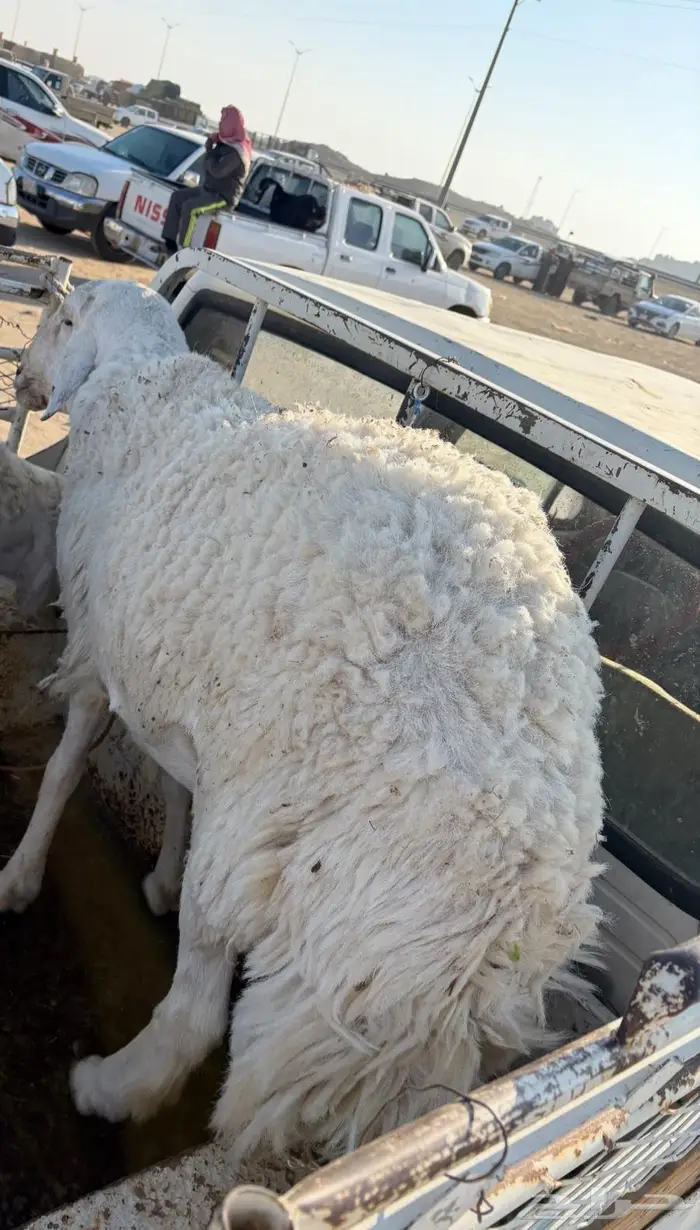 خروف ثني يجمل للضيفان 0