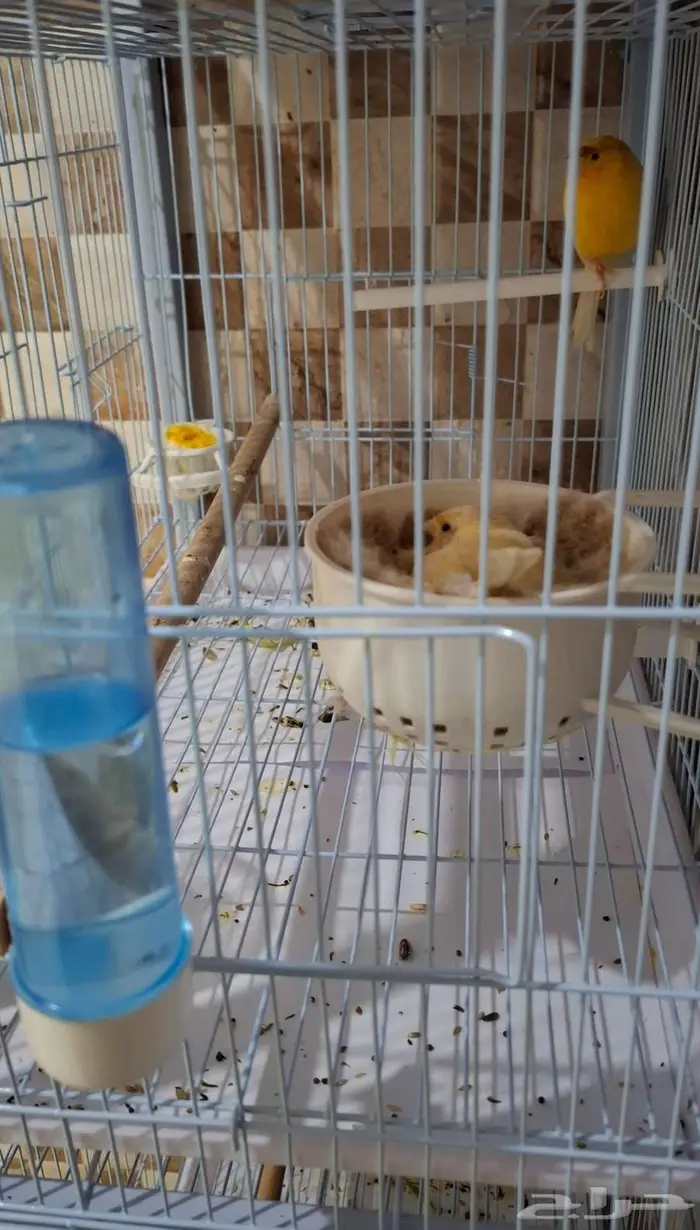 زوج كناري منتج بفروخه 3