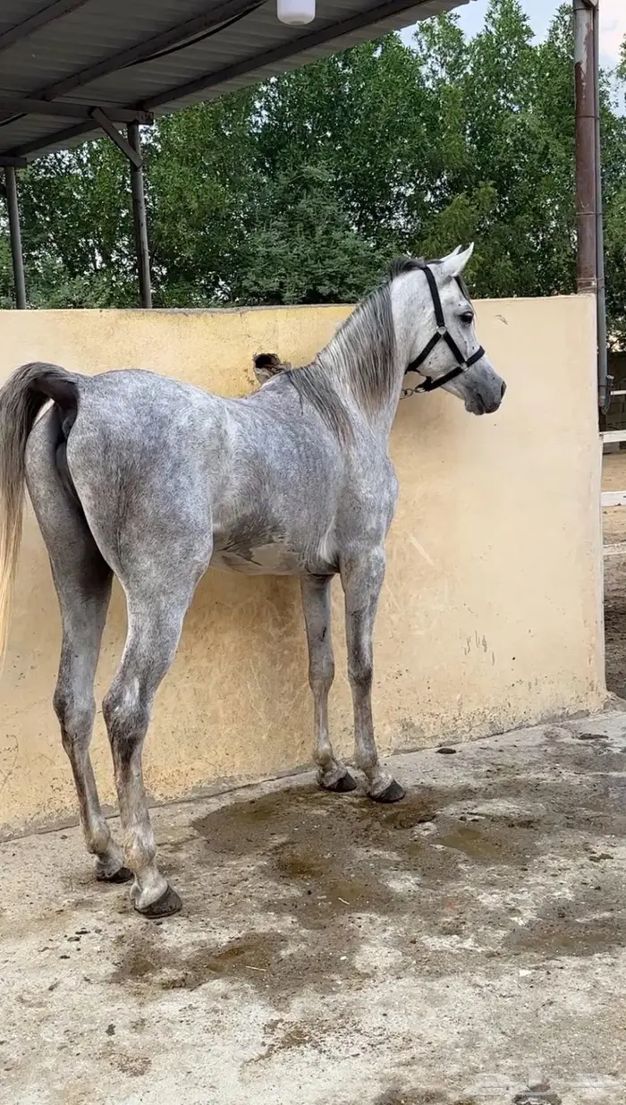 حصان واهو للبيع 0