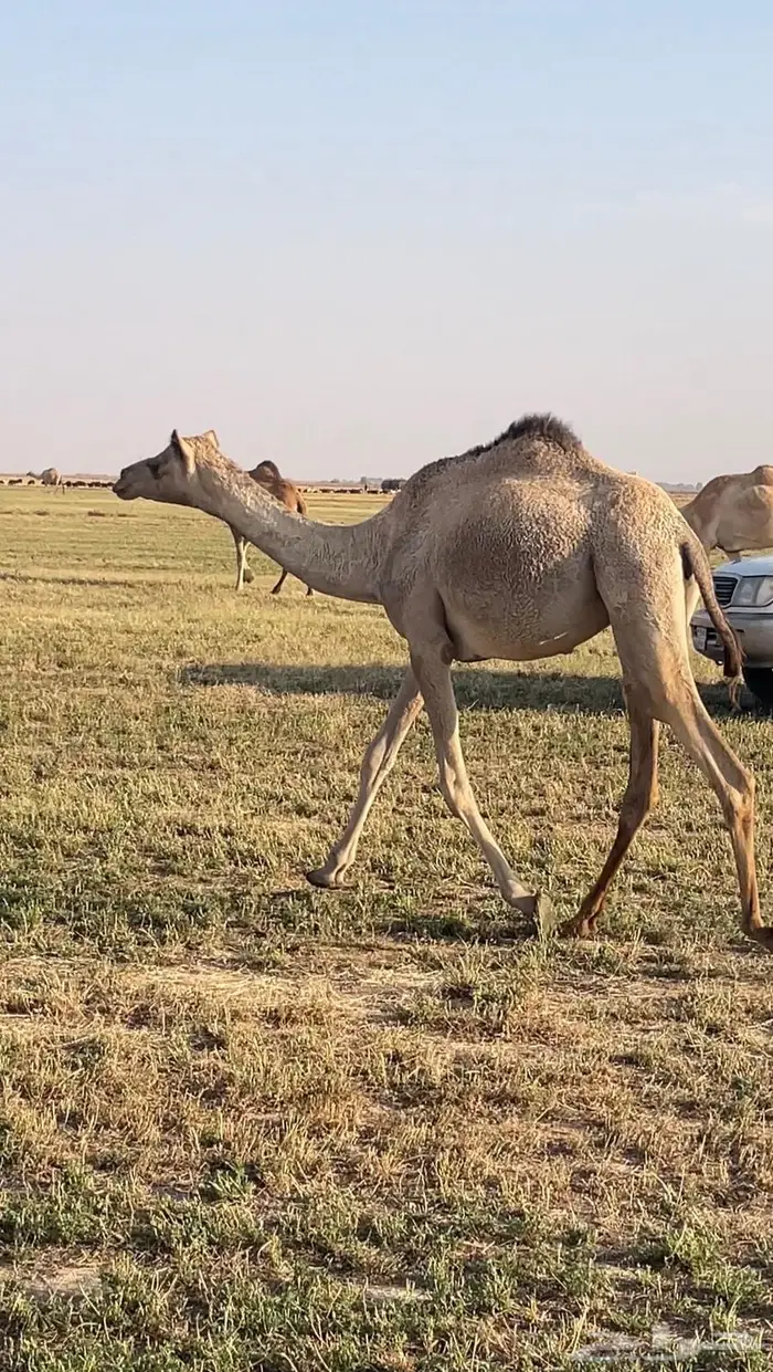 بكره لقيه مهجنه سلالة 0