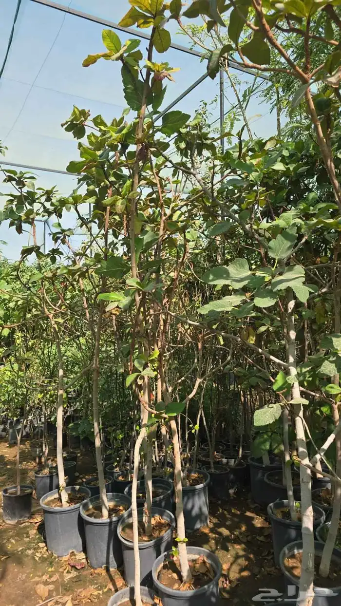 برتقال ابو صره برتقال يوسفي ليمو ابو زهيره ترنج احجام كبير 6