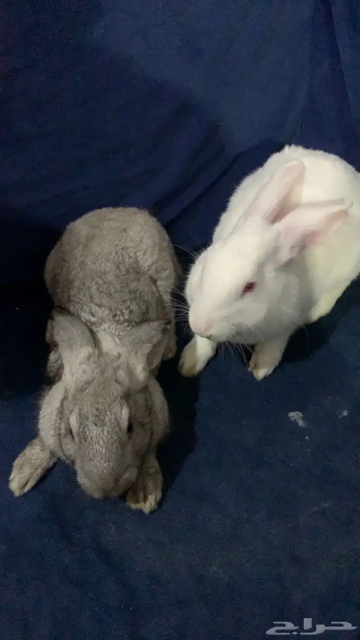 ارانب للبيع ومعاهم قفص 0