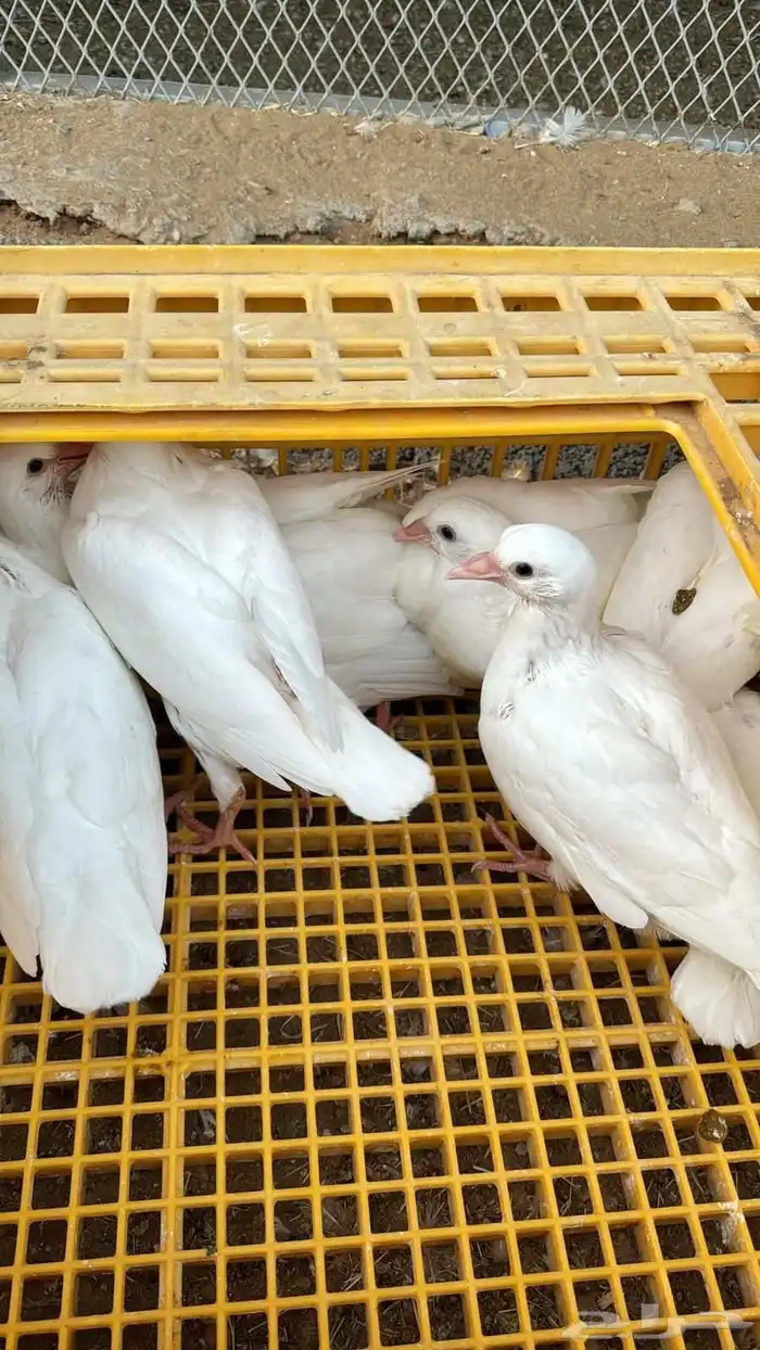 زغاليل حمام فرنسي سوبر جامبو 5