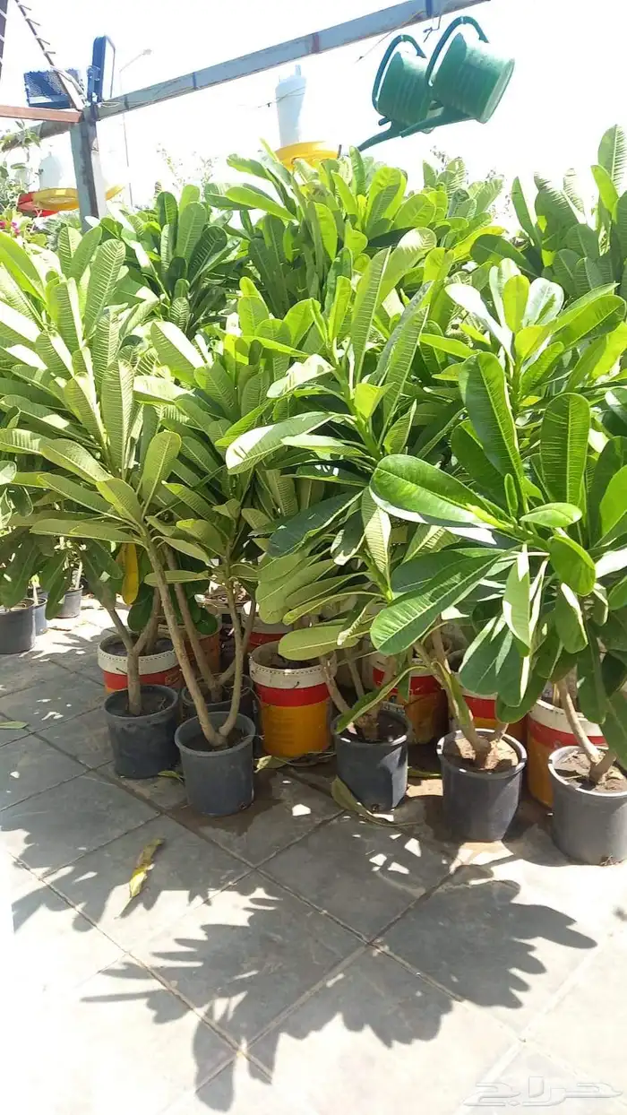 نخل واشنطني زينه جميع المقاسات وتنسيق الحدايق وقص الشجار وتك 7