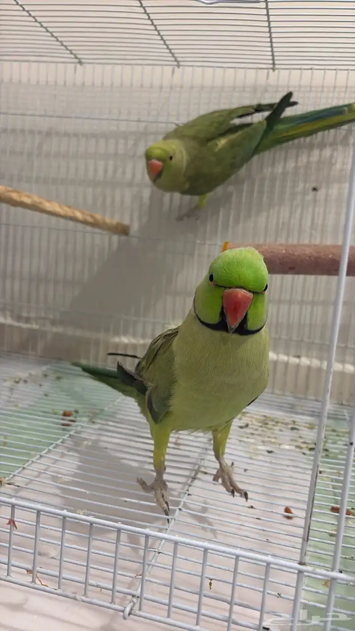 زوج درة البيع صحة ممتازه 100 منتحيين 4