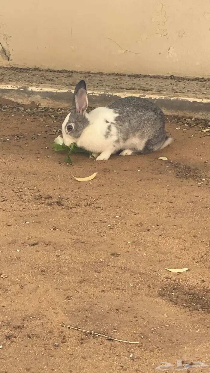 ارنب للبيع 0