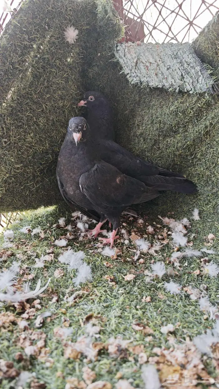 طبات رام بوري وجوز رام بوري 0