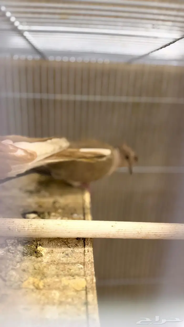 حمام ياكريم 5