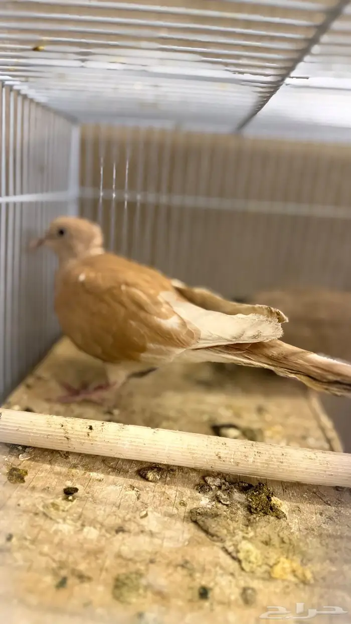 حمام ياكريم 4