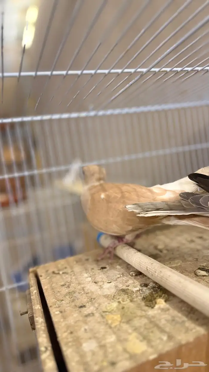 حمام ياكريم 2