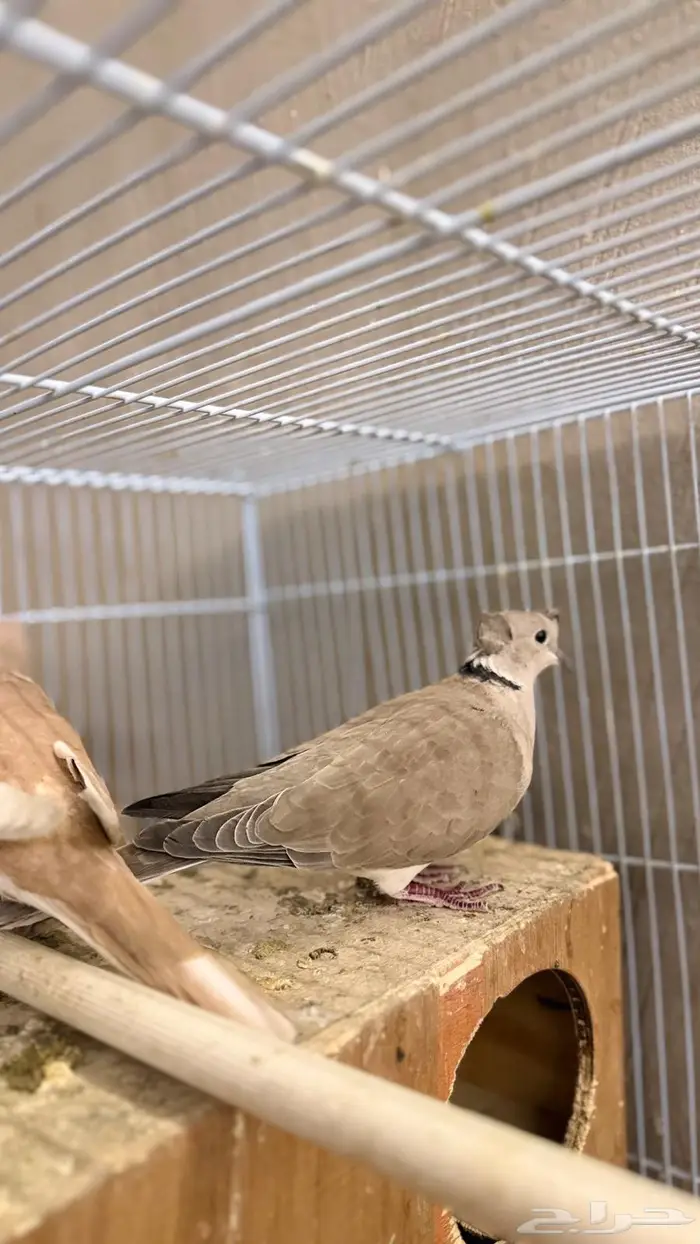 حمام ياكريم 1