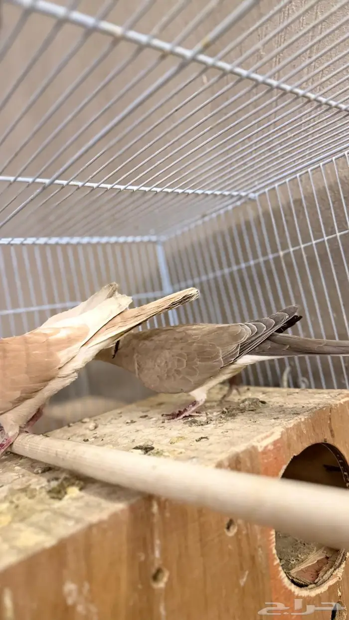 حمام ياكريم 3