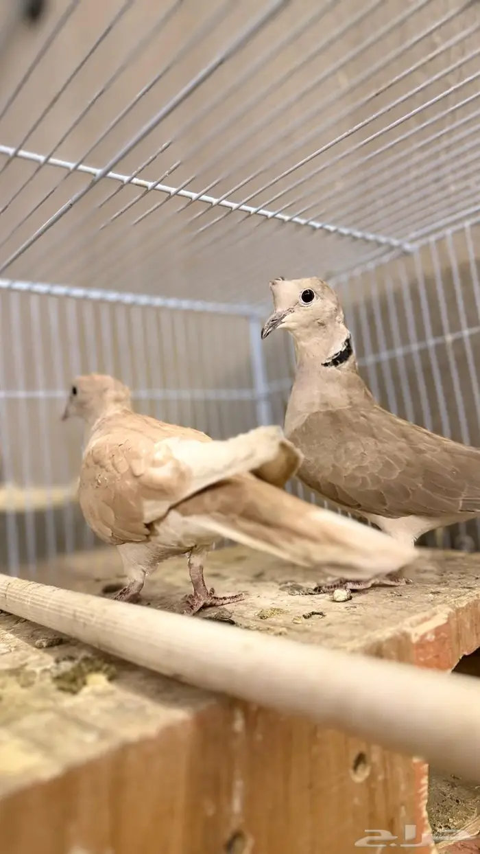 حمام ياكريم 0