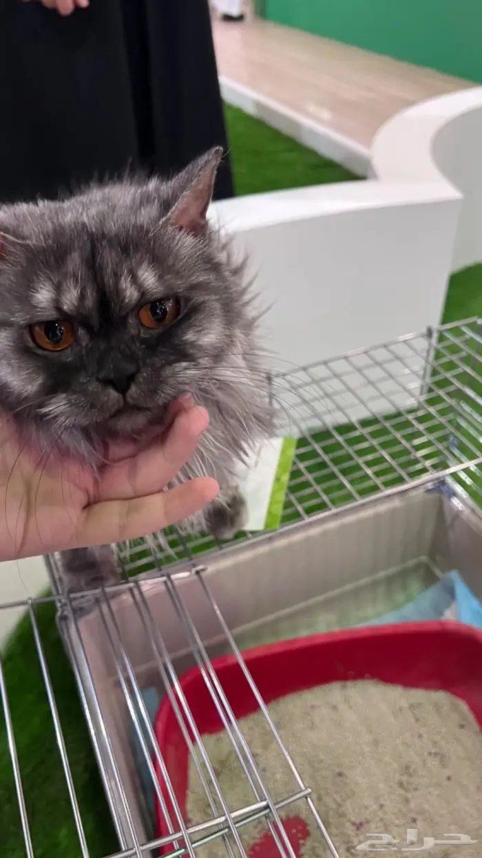 قطة للتبي اليف جدا مع كامل اغراضها 0