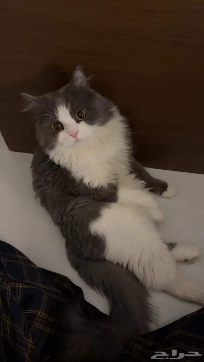 قط للتزاوج 1