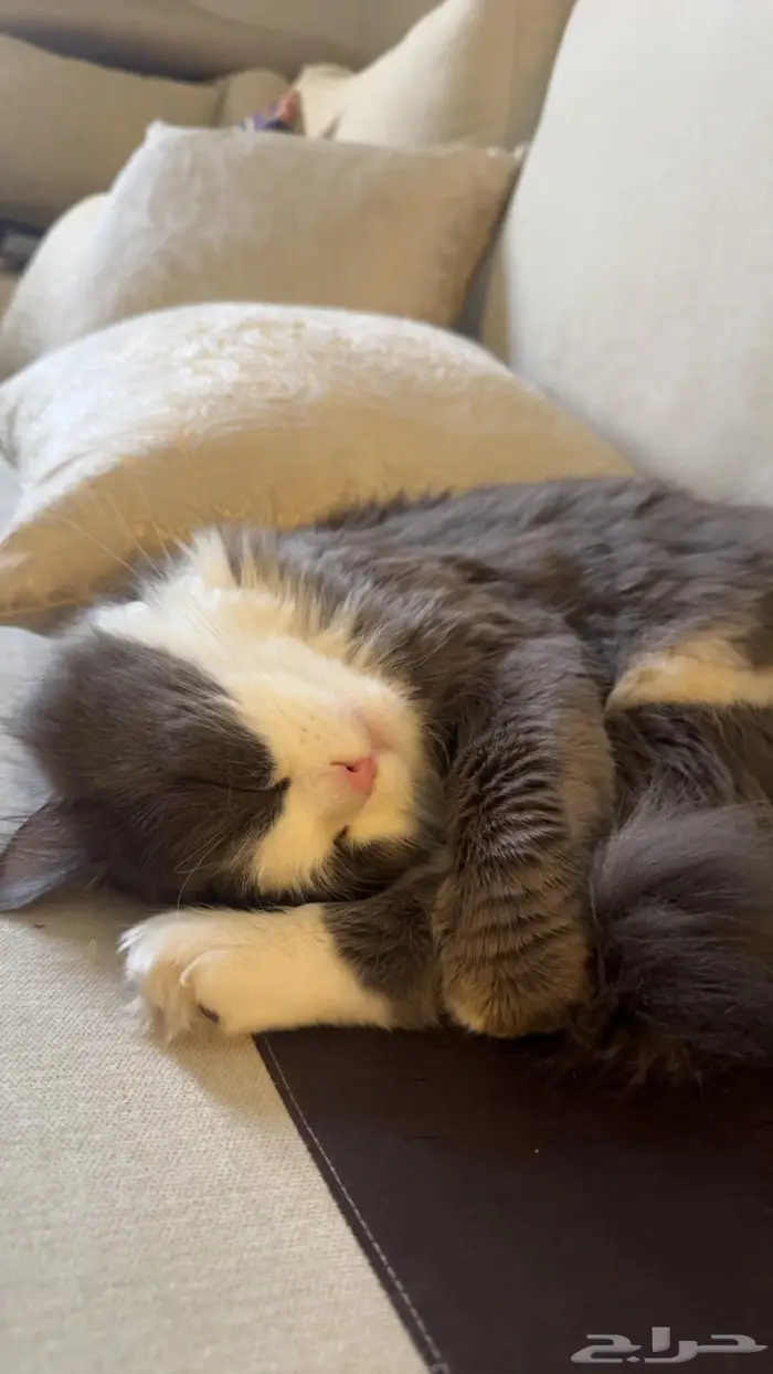 قط للتزاوج 0