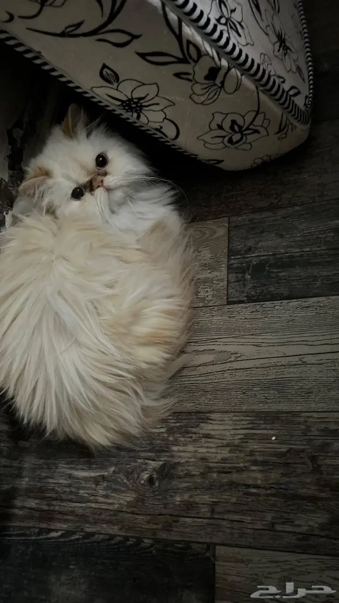 قطط شيرازي انثى وذكر 6