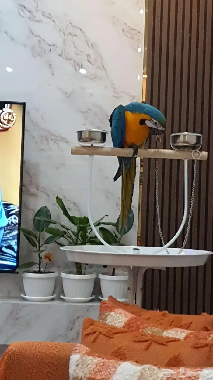 فرخ مكاو حجل ذهبي راس الطير 0