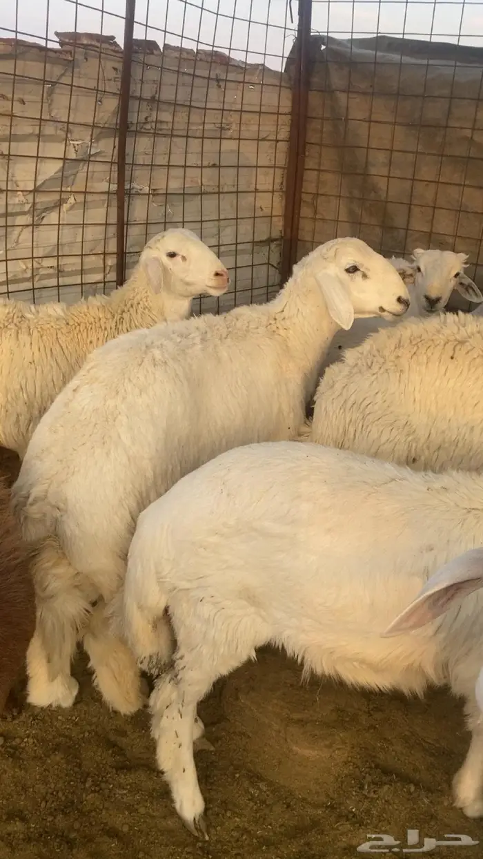 ذبائح حريات طليان مع الذبح والتوصيل 2