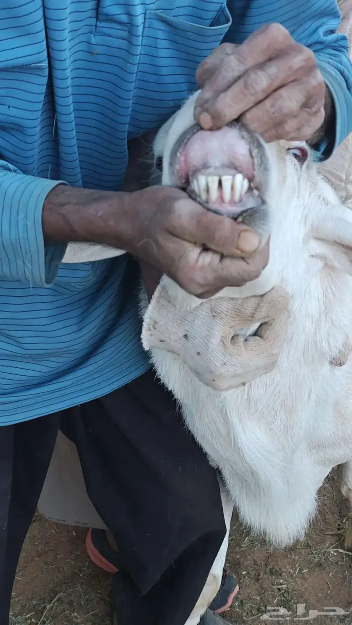 فحل حرب للبيع 0