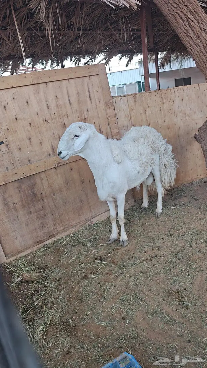 فحل حرب للبيع 2