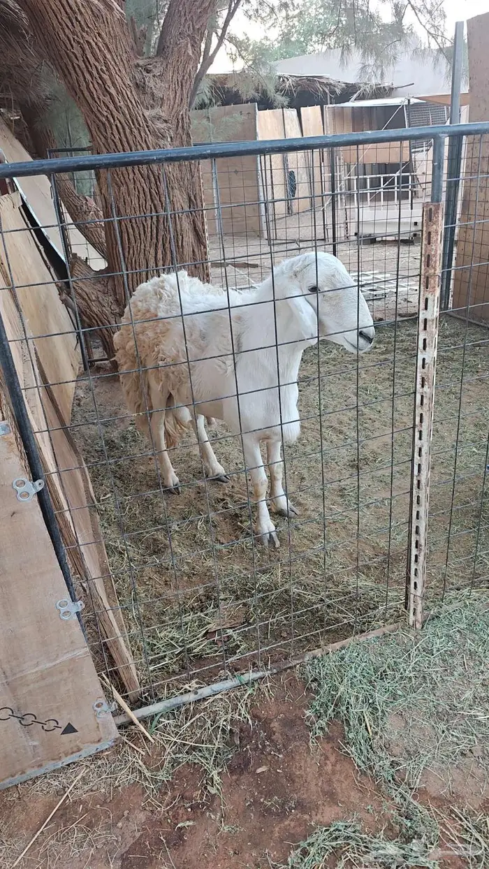 فحل حرب للبيع 1