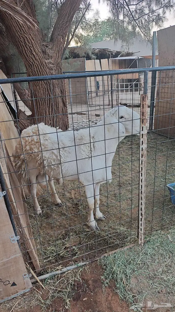 فحل حرب للبيع 3