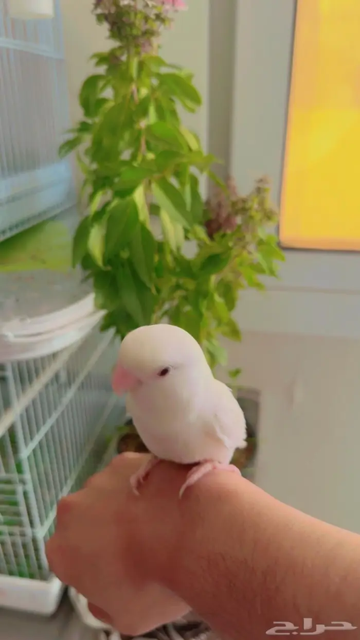 عرض لليوم ذكر البينو الايف ومنتج 200ريالافقط 1