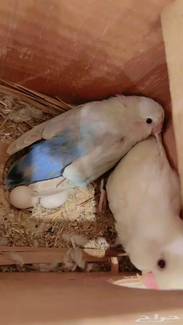 عرض لليوم ذكر البينو الايف ومنتج 200ريالافقط 0