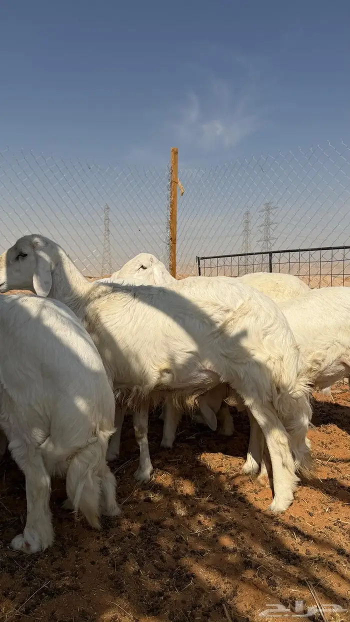 العبدالله للذبايح 0