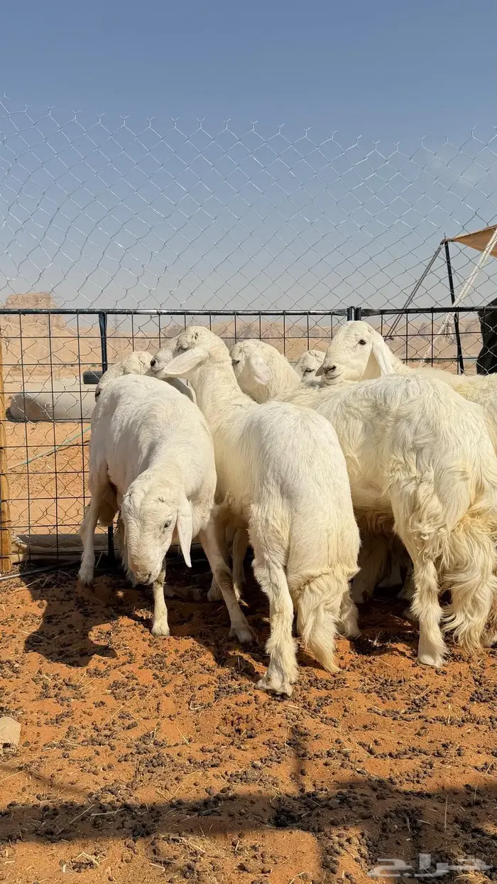 العبدالله للذبايح 2