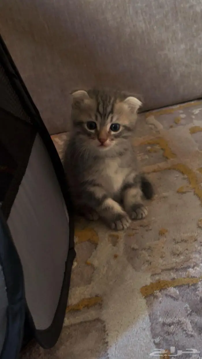 3 قطط سكوتش العمر 5 اسابيع 0