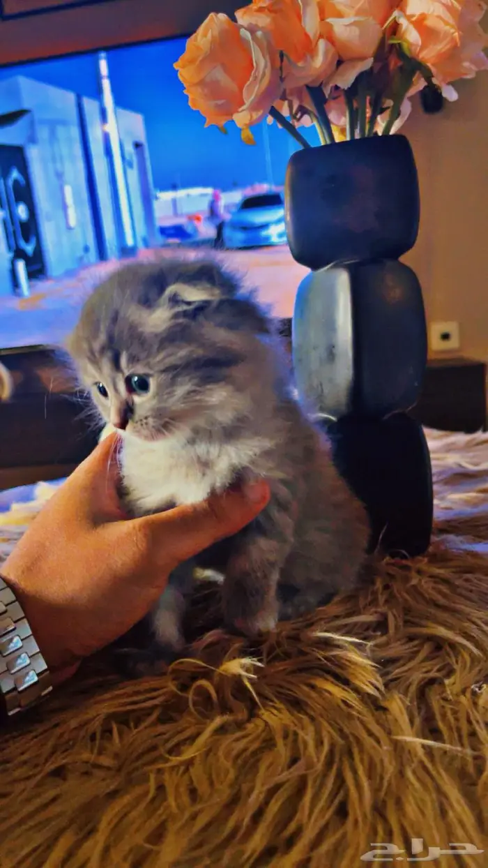 3 قطط سكوتش العمر 5 اسابيع 1