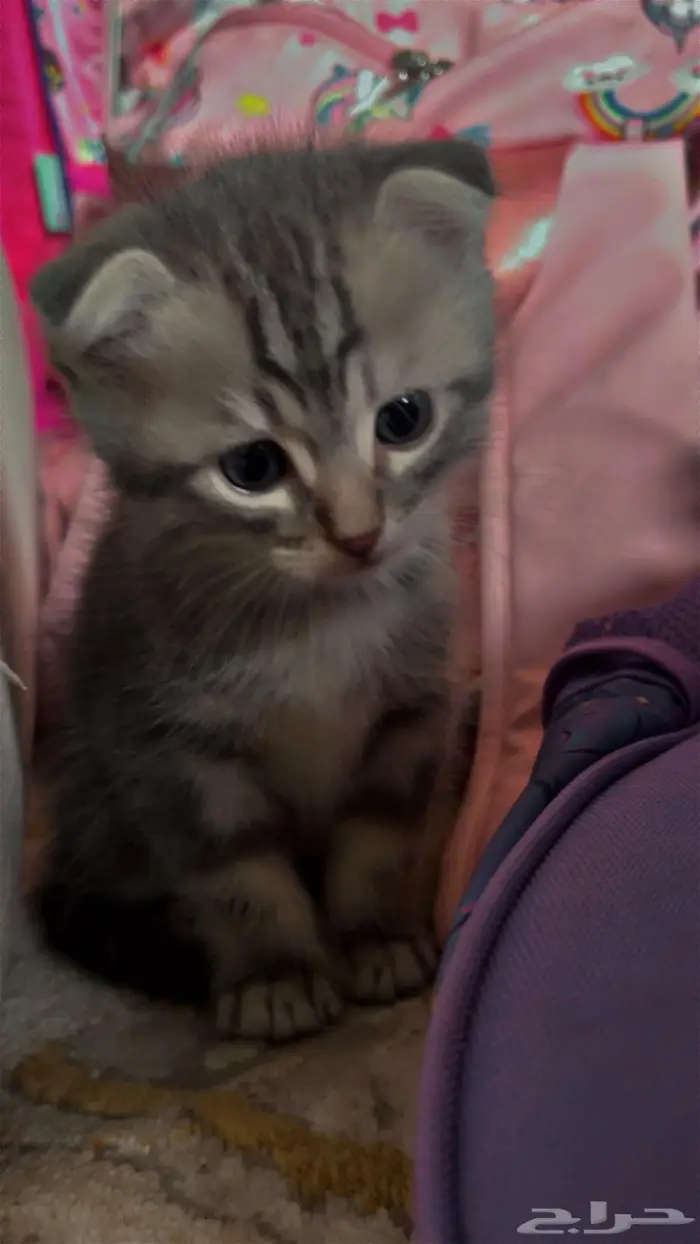 3 قطط سكوتش العمر 5 اسابيع 2