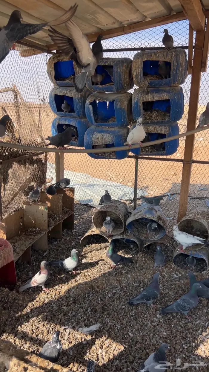 حمام للبيع 0