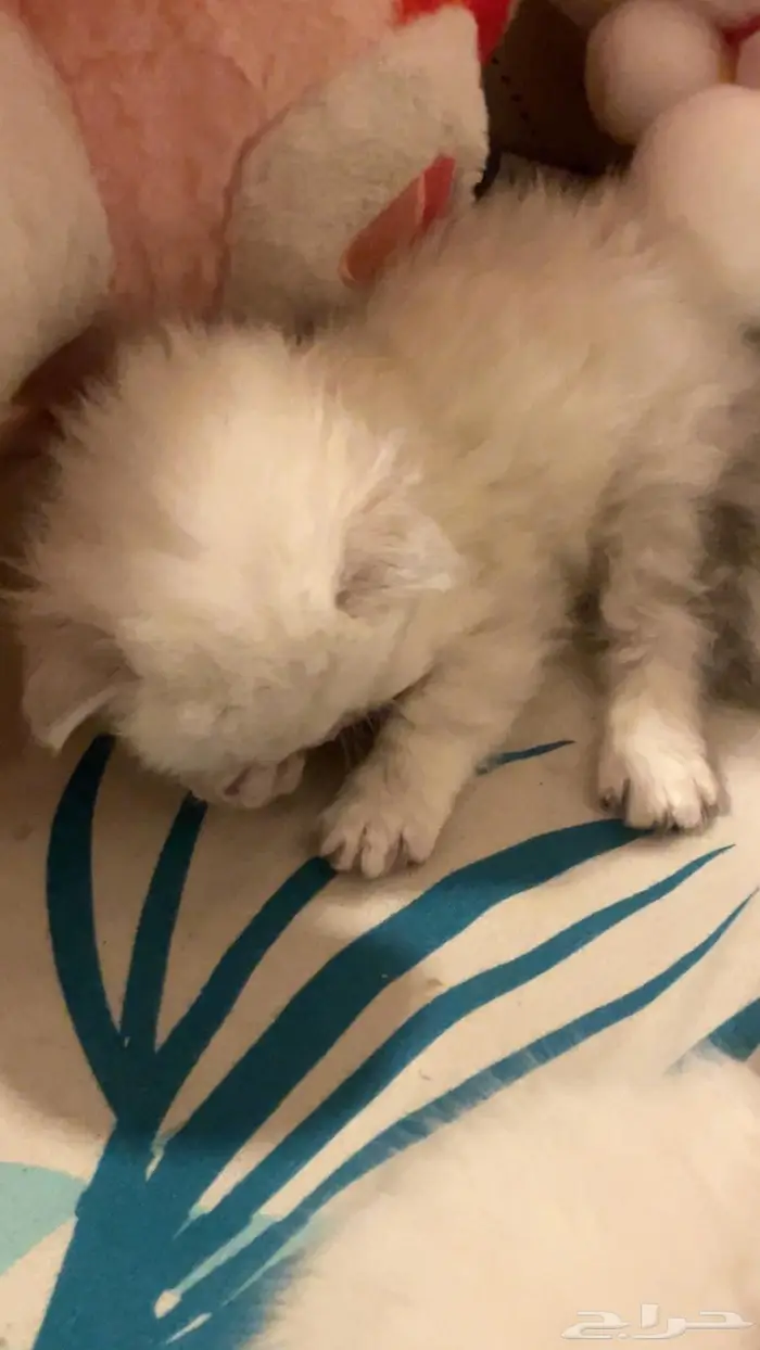 قطتين للبيع شيرازي هجين سكوتش 1