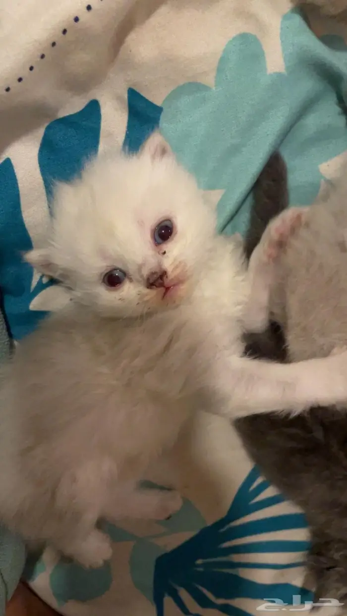 قطتين للبيع شيرازي هجين سكوتش 3