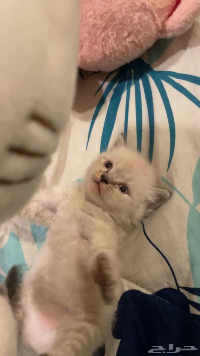 قطتين للبيع شيرازي هجين سكوتش 0