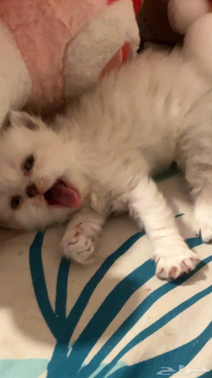 قطتين للبيع شيرازي هجين سكوتش 2