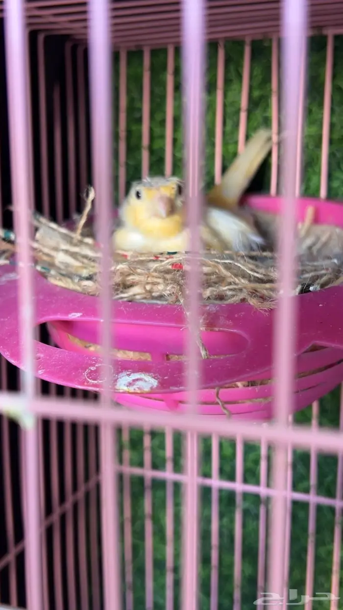 طيور كناري 3