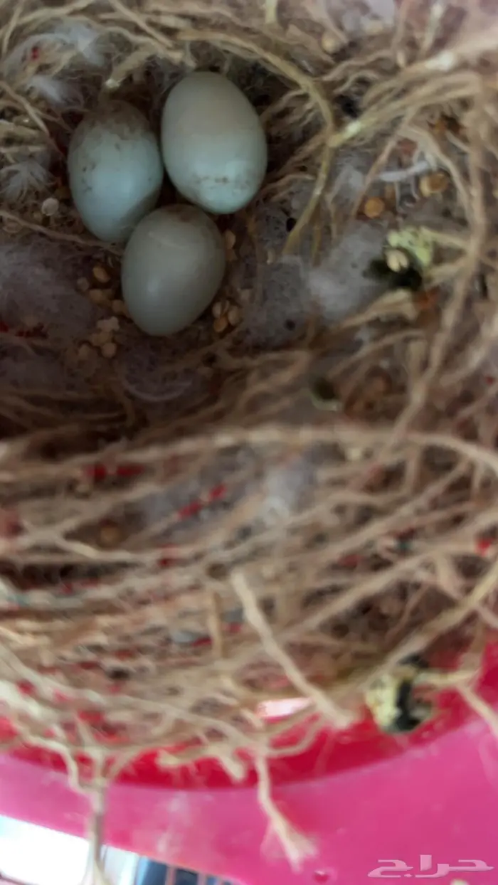 طيور كناري 0