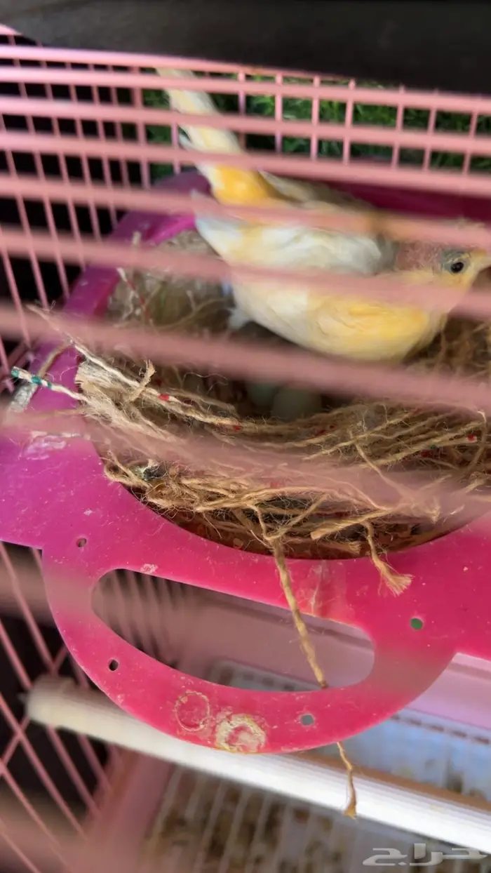 طيور كناري 1