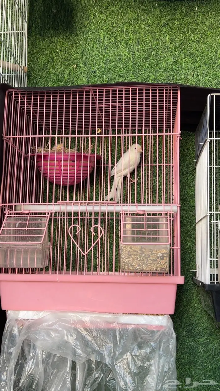 طيور كناري 4