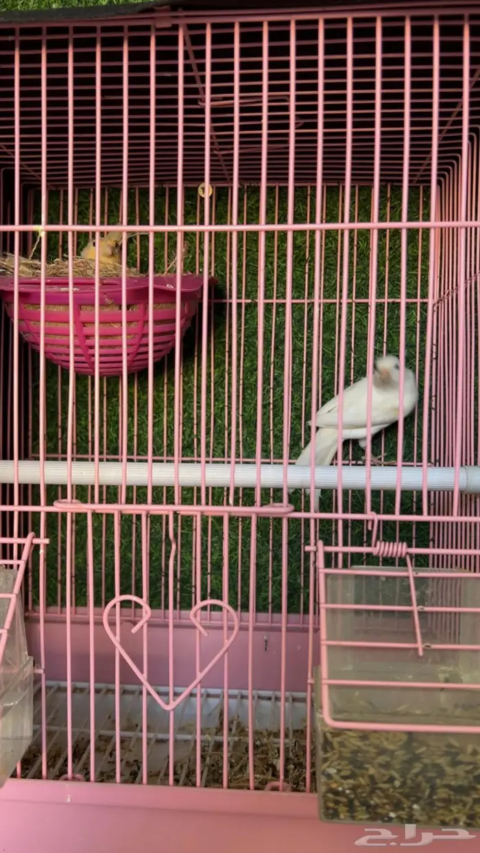 طيور كناري 2