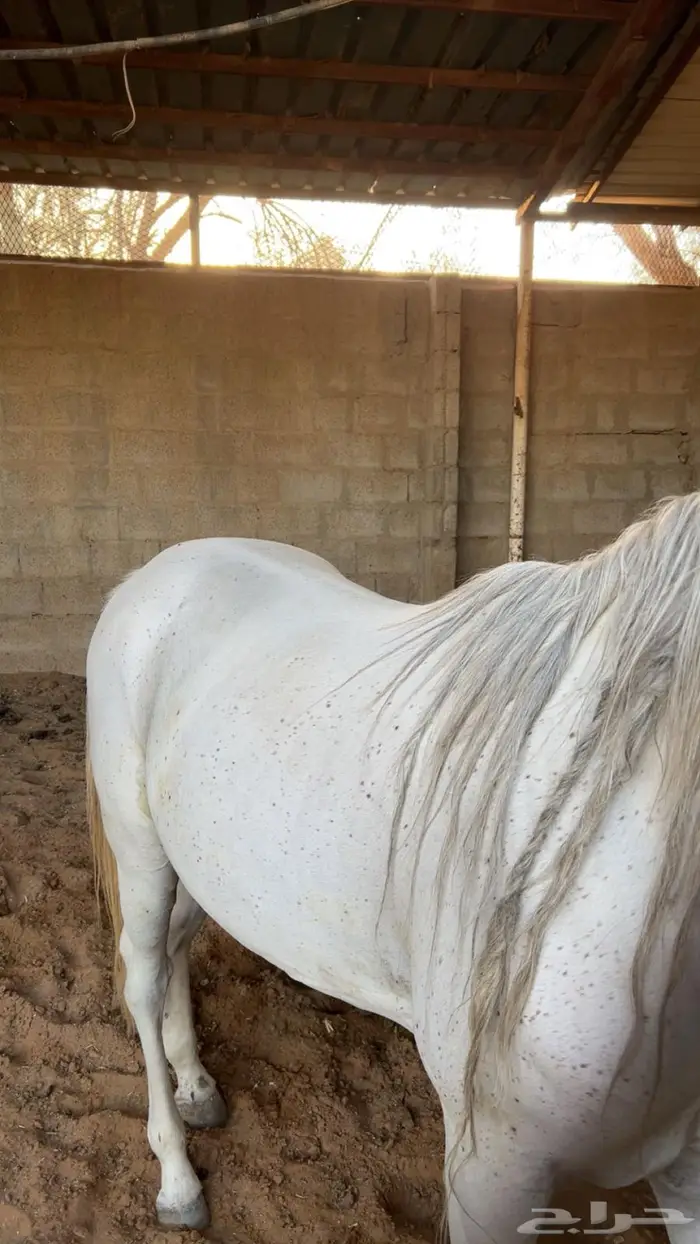 حصان شعبي لم يعسف 1