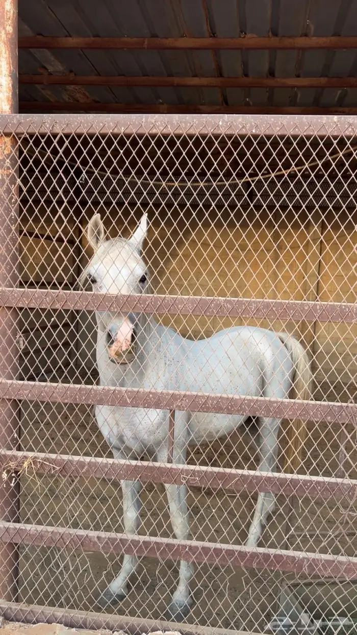 حصان شعبي لم يعسف 3