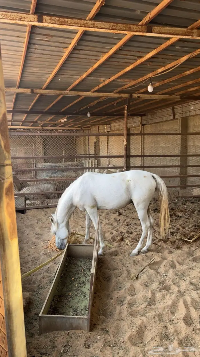 حصان شعبي لم يعسف 0