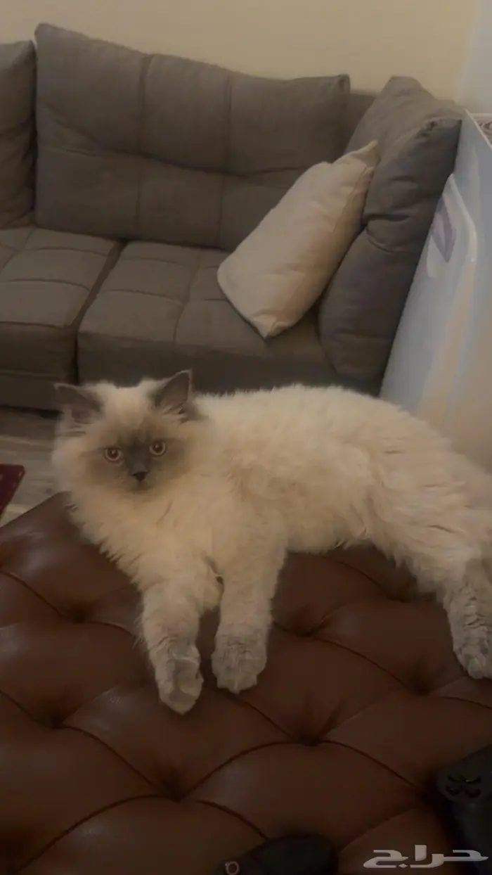 قط هملايا بيور للتبني 0